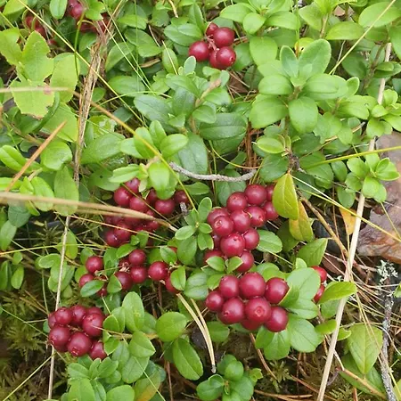 Ilmastoitu Ja Rantasauna * Keuruu