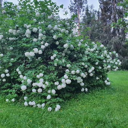 Iso Huvila Ja Rantasauna Villa