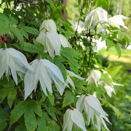 Βίλα Ilmastoitu Ja Rantasauna