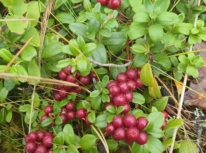 Ilmastoitu Ja Rantasauna * Кеуруу